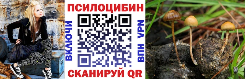 Галлюциногенные грибы Cubensis Старица
